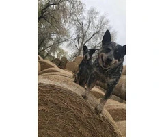 Blue heeler purebred puppies for sale - 7