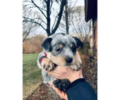 Blue heeler purebred puppies for sale - 8