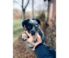 Blue heeler purebred puppies for sale - 9