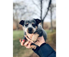 Blue heeler purebred puppies for sale - 10