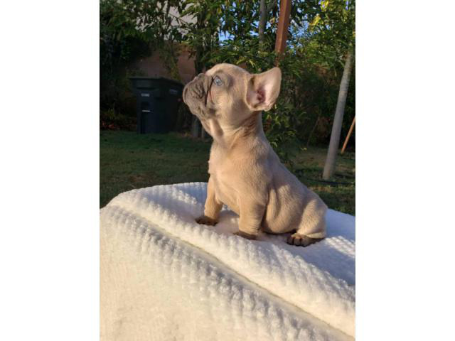 7 weeks old AKC Frenchie puppies in Downey, California ...