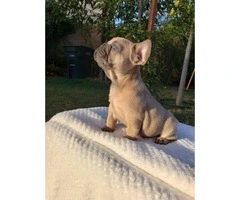 7 weeks old AKC Frenchie puppies - 1