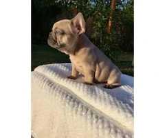 7 weeks old AKC Frenchie puppies - 2