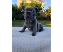 7 weeks old AKC Frenchie puppies - 5
