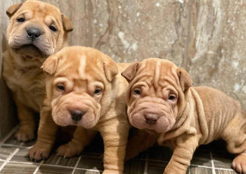 Three Shar-pei pups are ready for new homes