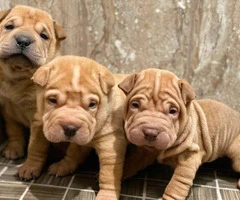 Three Shar-pei pups are ready for new homes