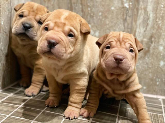 Three Shar Pei Pups Are Ready For New Homes In Alhambra