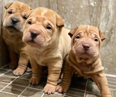 Three Shar-pei pups are ready for new homes - 2