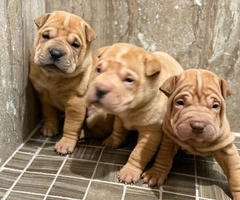 Three Shar-pei pups are ready for new homes - 3