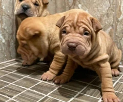 Three Shar-pei pups are ready for new homes - 4