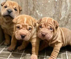 Three Shar-pei pups are ready for new homes - 5