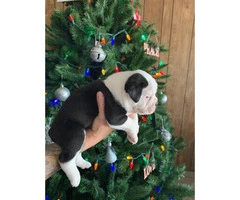 4 Adorable Olde English Bulldogge Christmas puppies