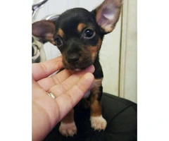 10 weeks old Chihuahuas for Sale
