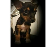 10 weeks old Chihuahuas for Sale - 2