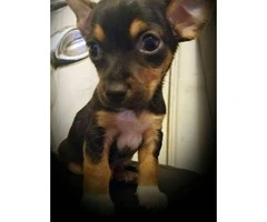 10 weeks old Chihuahuas for Sale - 3