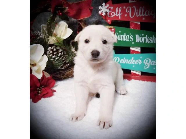 Gorgeous white German Shepherd puppies