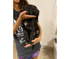 3 Great Dane puppies available