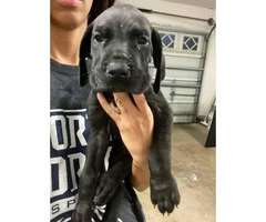3 Great Dane puppies available - 3