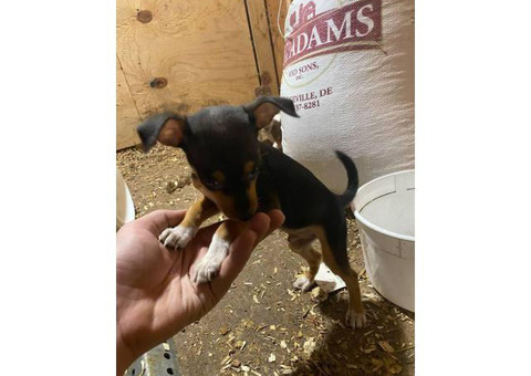 9 weeks old Male rat terrier puppy for sale