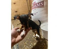 9 weeks old Male rat terrier puppy for sale