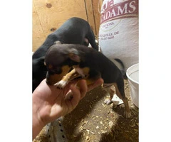 9 weeks old Male rat terrier puppy for sale - 2