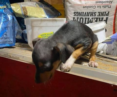 9 weeks old Male rat terrier puppy for sale - 3