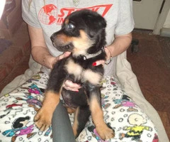9 full-blooded Rottweiler puppies for sale - 2