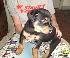 9 full-blooded Rottweiler puppies for sale - 3