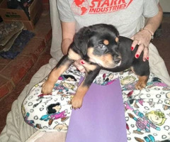9 full-blooded Rottweiler puppies for sale - 4