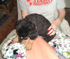 9 full-blooded Rottweiler puppies for sale - 5