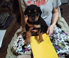 9 full-blooded Rottweiler puppies for sale - 6
