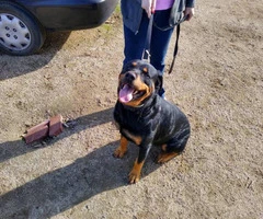 9 full-blooded Rottweiler puppies for sale - 7