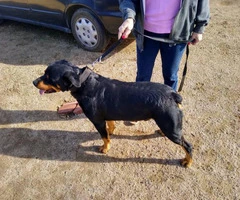 9 full-blooded Rottweiler puppies for sale - 8
