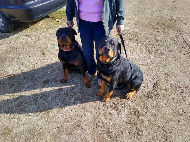 9 full-blooded Rottweiler puppies for sale in Visalia, California