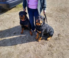 9 full-blooded Rottweiler puppies for sale - 10