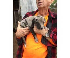 AKC great Dane puppies for sale - 2