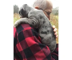 AKC great Dane puppies for sale - 3