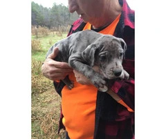 AKC great Dane puppies for sale - 4