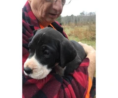 AKC great Dane puppies for sale - 5