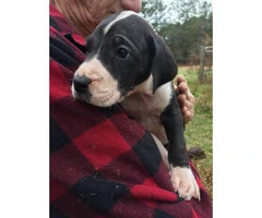 AKC great Dane puppies for sale - 6