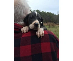 AKC great Dane puppies for sale - 7