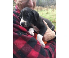 AKC great Dane puppies for sale - 8