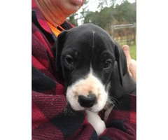 AKC great Dane puppies for sale - 9