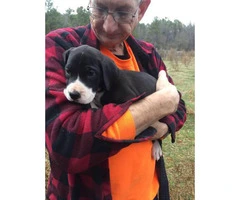 AKC great Dane puppies for sale - 10