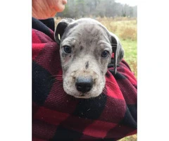 AKC great Dane puppies for sale - 11