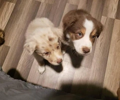 3 Males Aussie pups for sale - 2