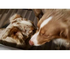 3 Males Aussie pups for sale - 3