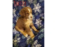 3 Males Aussie pups for sale - 5