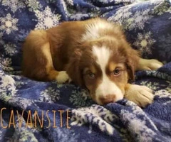 3 Males Aussie pups for sale - 6