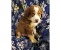 3 Males Aussie pups for sale - 7